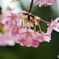 如月花ー15