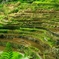 Rice terraces in Banaue 1
