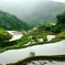 Rice terraces in Banaue 4