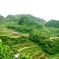 Rice terraces in Banaue 5
