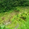 Rice terraces in Banaue 6