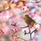 河津桜とメジロ
