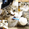 じゃらし好きＮＹＡaaaaaaaaaaaaaaaaaaaaaaaaaa！