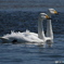 Swan