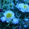 お花