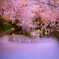 桜燈（おうとう）