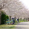 相模三川公園/桜