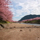 河津桜