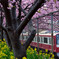桜の下の散歩道