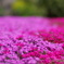 相模三川公園/芝桜