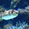 美ら海水族館 フグ