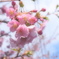 春へ