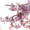 光の中の桜