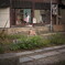 哲学するくま