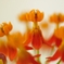 Asclepias Ⅱ
