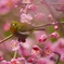 春の香りに誘われて