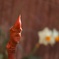 無花果の新芽