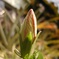 ハイビスカスの蕾