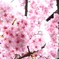 光の中の桜3