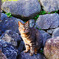 番猫