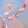 梅の花