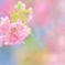 春ゆめ