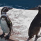 夕暮れのペンギン