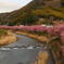 河津川早春 Ⅱ