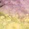なのはなさくら