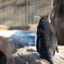 zoo