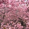 河津桜