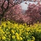 河津桜と菜の花たち