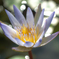 20151121_flower
