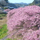 河津桜in南伊豆05