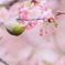 花酔