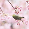 花風