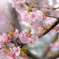 河津桜
