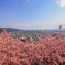 河津桜
