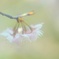 春はそっと