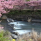河津川早春 Ⅲ