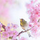 春の予感♪