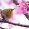 めじろん