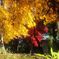 黄金に輝く紅葉
