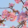 河津桜