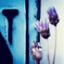 庭の deep purple…♡