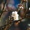 酸っぱさは想像つきません…花も実も大好きですがね（＾－＾）