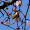 桜とメジロ