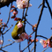 桜とメジロ