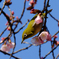 桜とメジロ