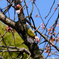 桜とメジロ